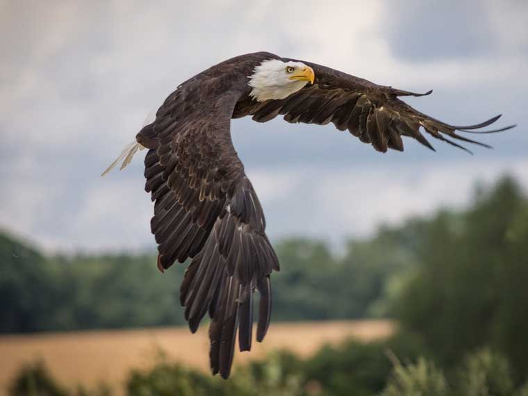 Are eagles bald eagles with white heads