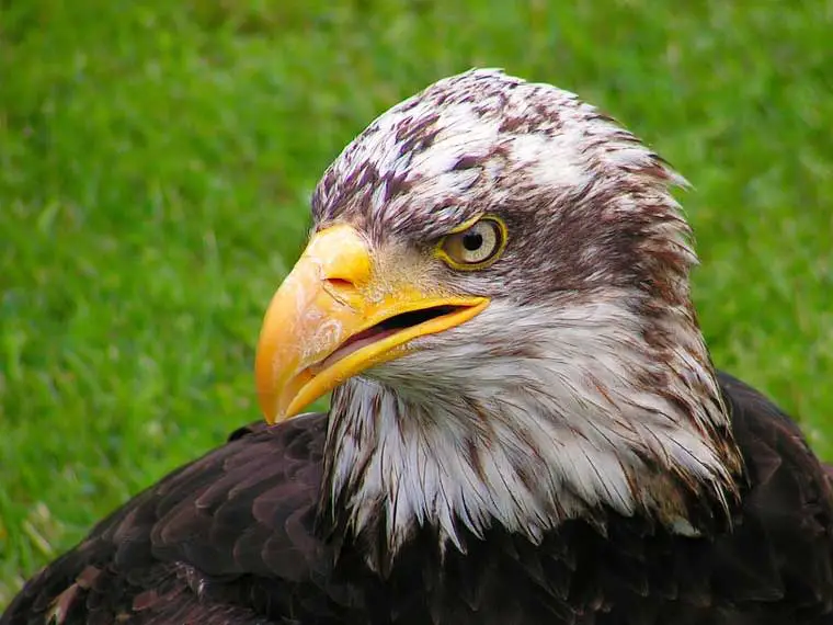 bald eagle on grass