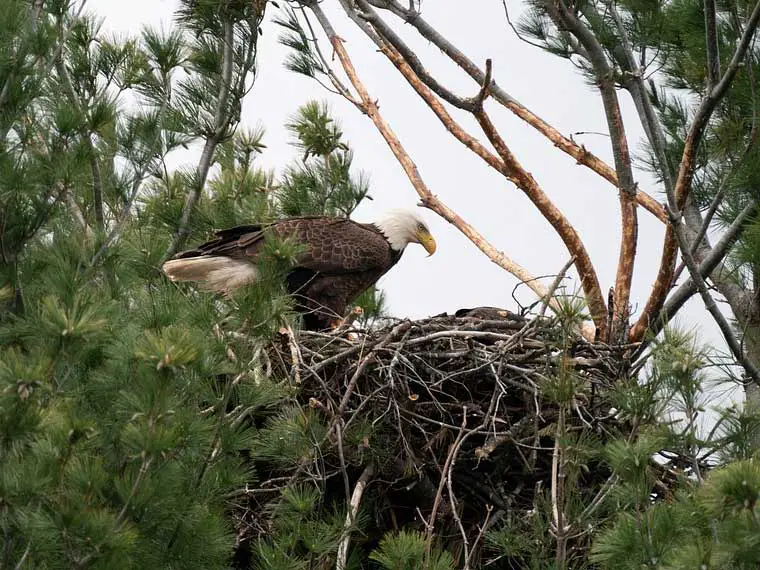 bald eagle nesting high up