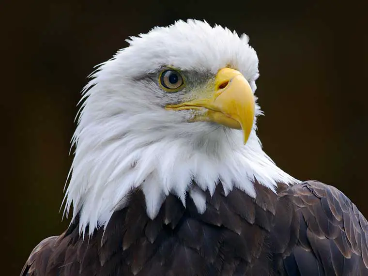 bald eagle with white head