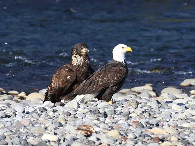 What do bald eagles eat in the winter