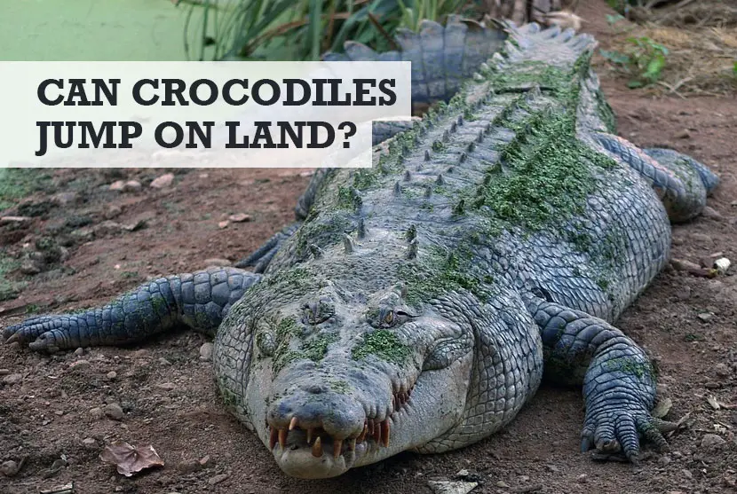 Can crocodiles jump on land