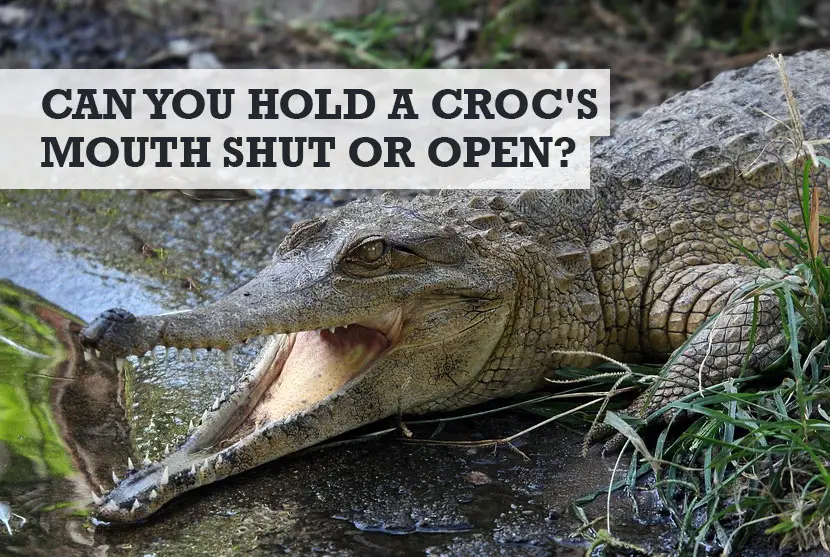 Can you hold a crocodiles mouth shut