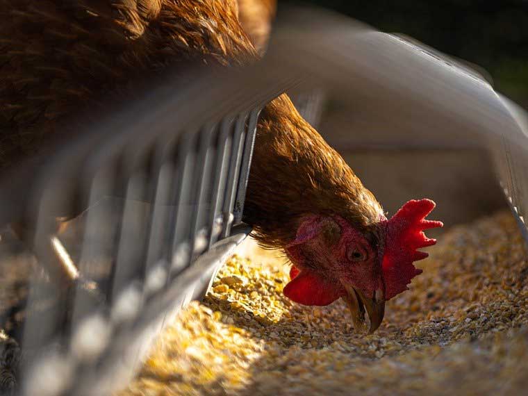 do chickens need oyster shells