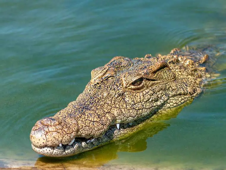 crocodile jumps from water