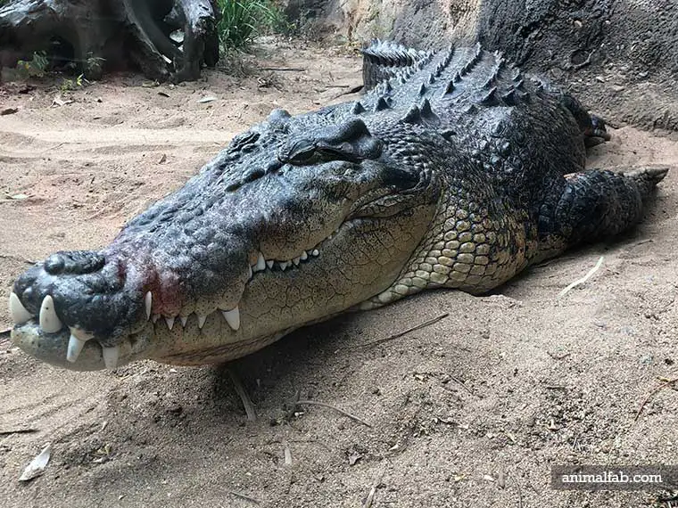 what time of day do crocodiles sleep