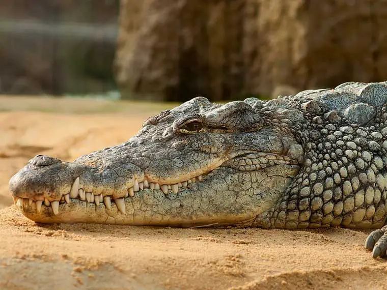 can crocodiles and alligators mate