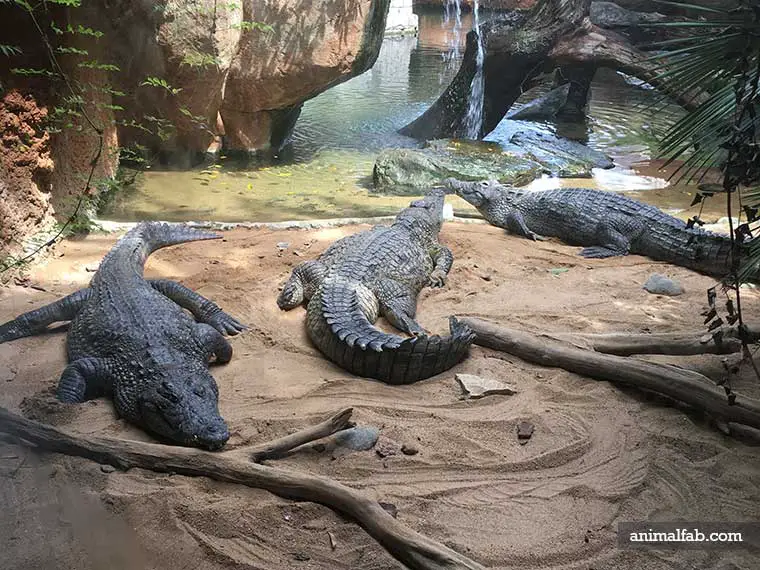 how high can crocodiles jump out of water