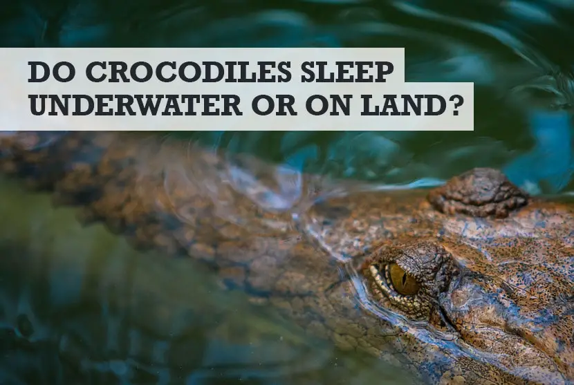 do crocodiles sleep underwater