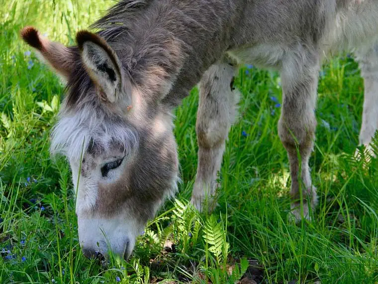 Can donkeys just eat grass