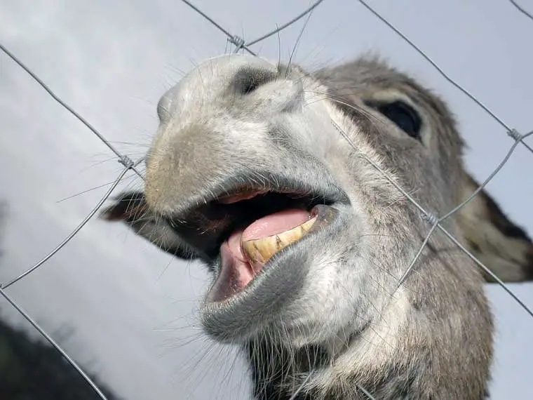 Why Do Donkeys Show Their Teeth