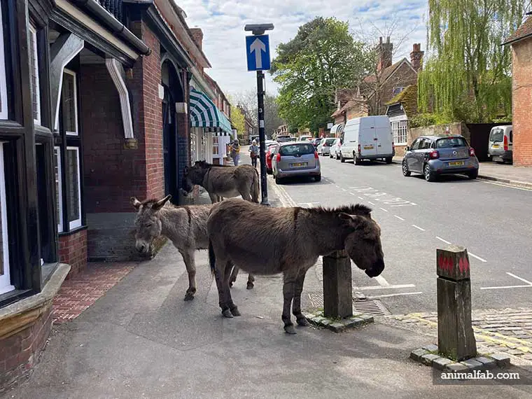 trusting donkeys