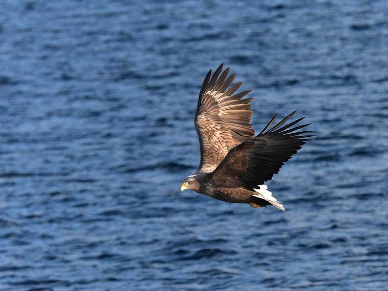 eagle over water