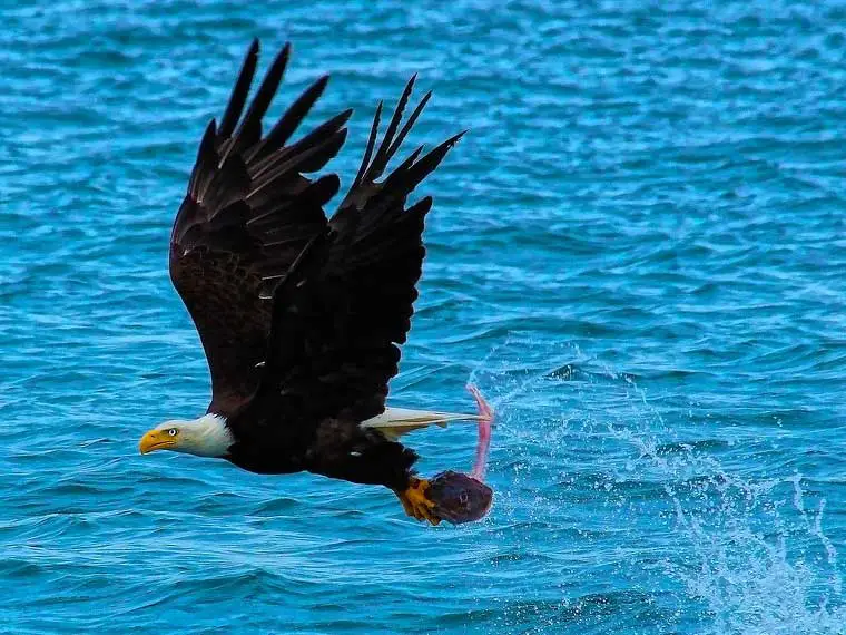 bald eagle carrying weight of a ish