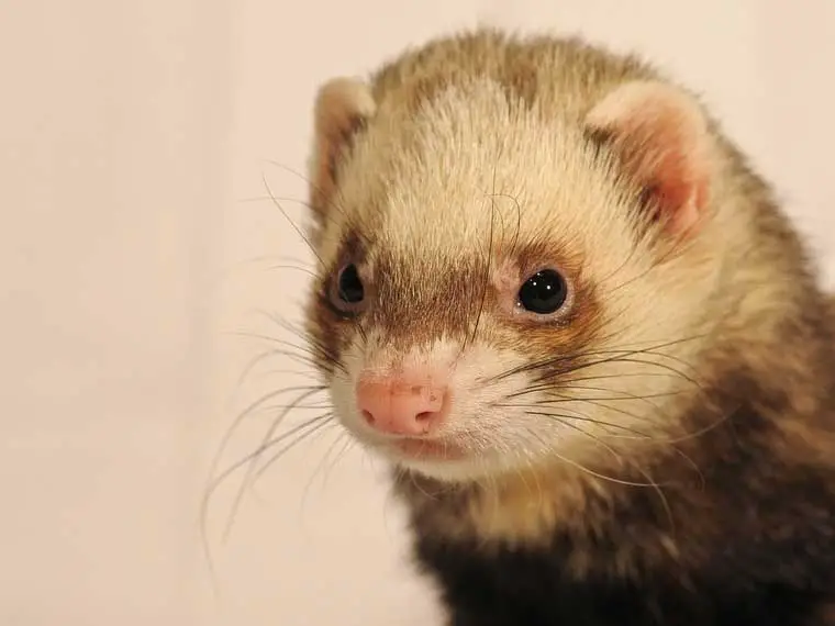Do ferrets stink up your house
