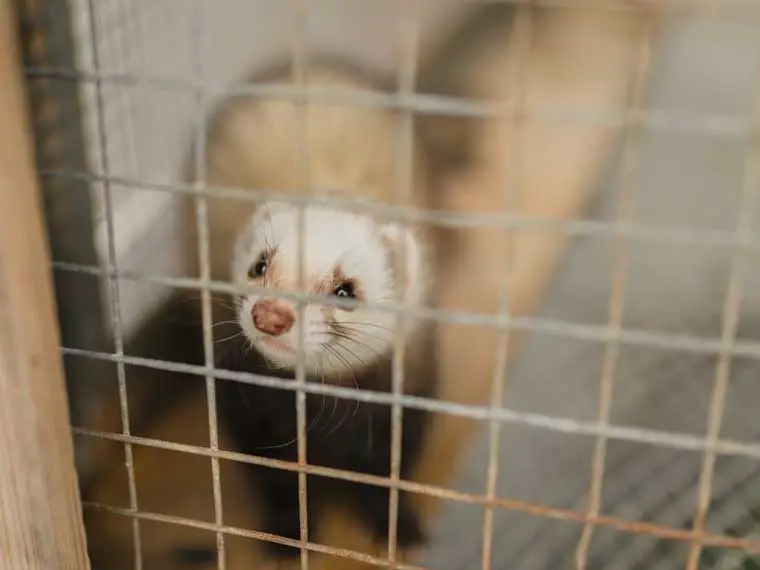 can ferrets live in a cage together