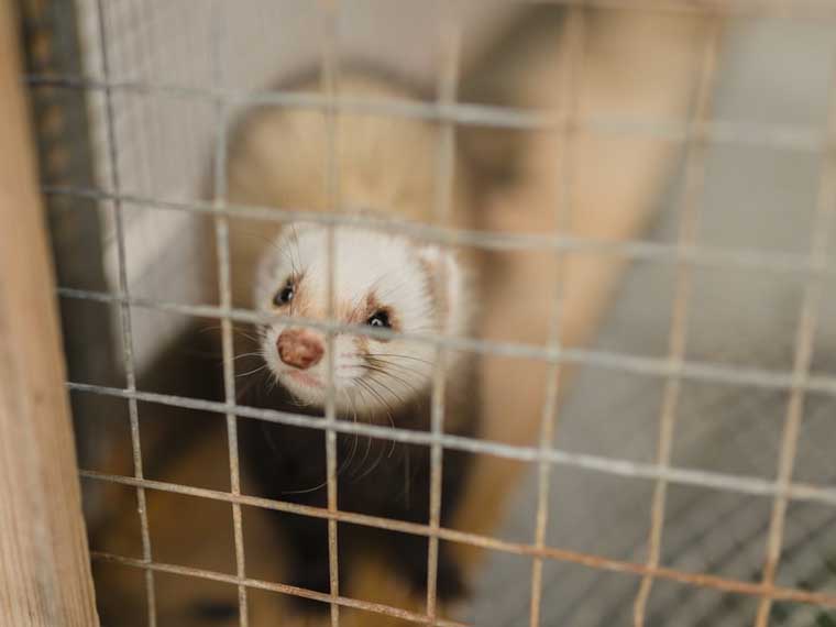 Why do ferrets smell like pee