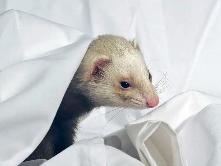 ferret on a bed