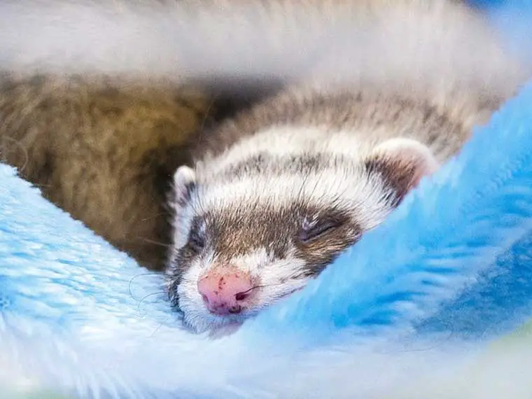 How can I tell if my ferret is dehydrated