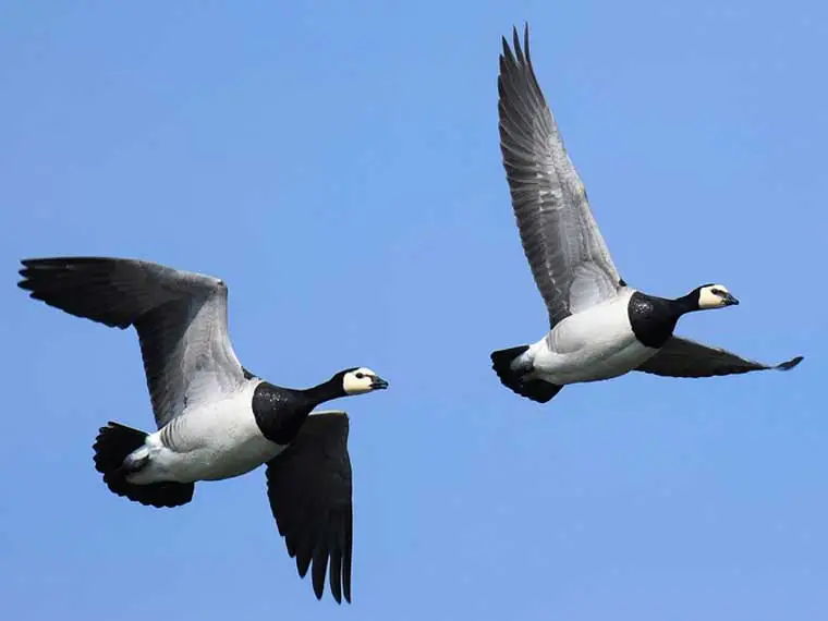 Do geese poop in water or on land