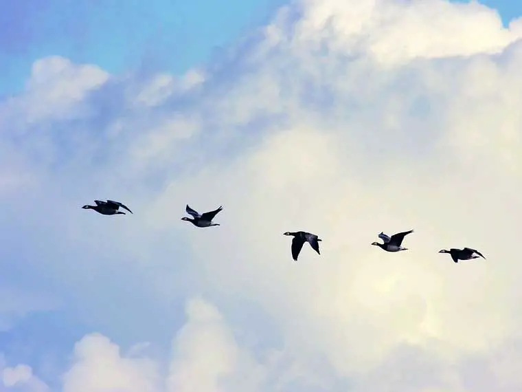 How long do geese fly without stopping