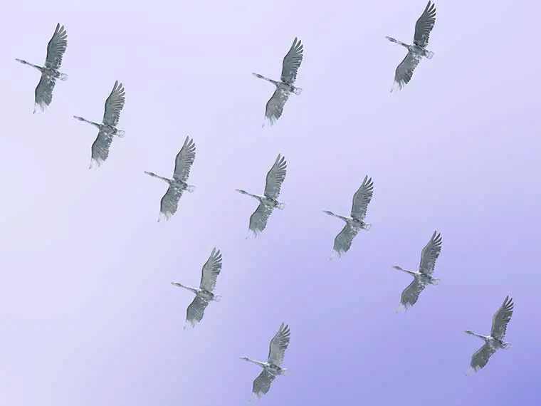 Why do geese honk when flying in formation