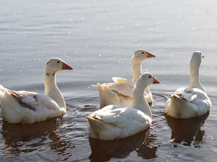 Where do geese go when it is raining