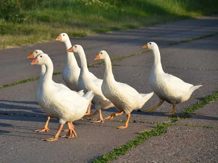 Why do geese hiss at me when I feed them