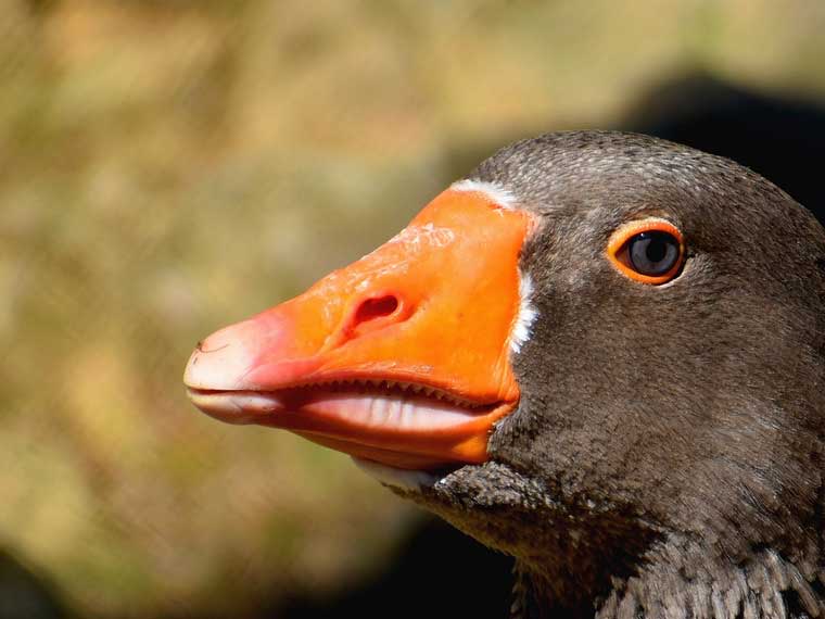 Will geese attack if you feed them