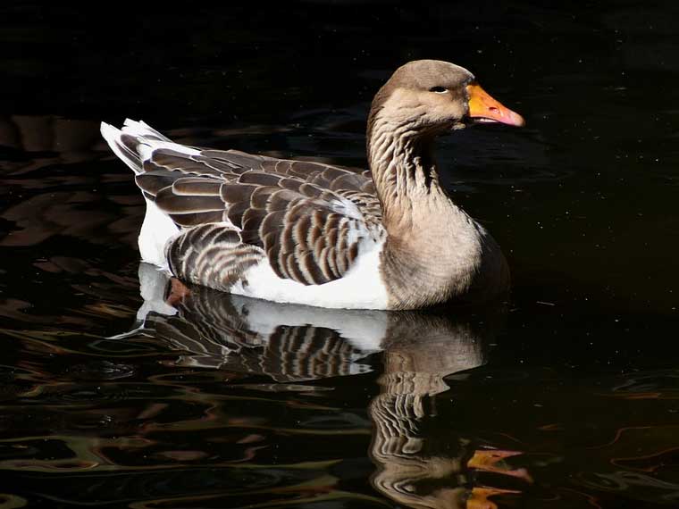 Where do Canadian geese sleep at night