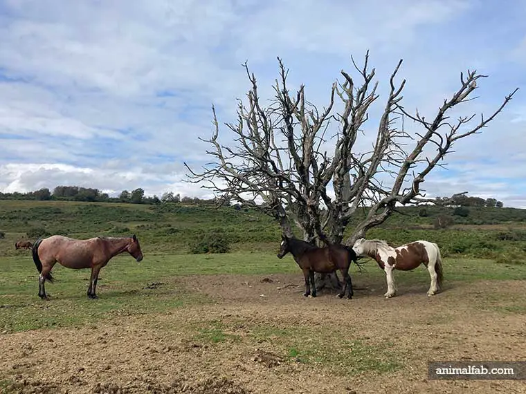 Why do horses paw the ground