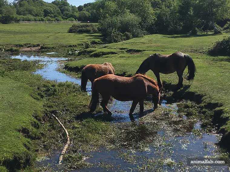 Why do horses paw at water