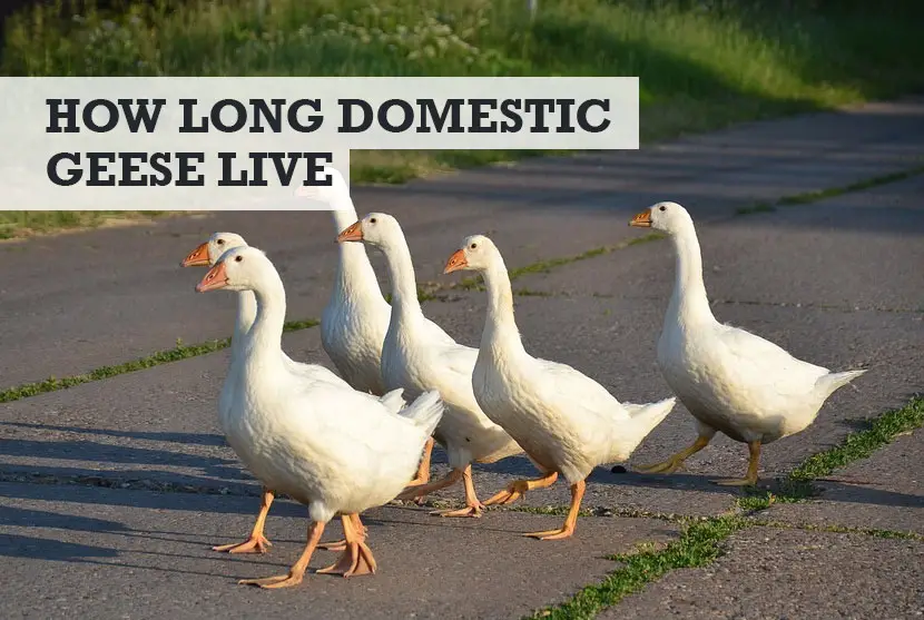 how long do domestic geese live