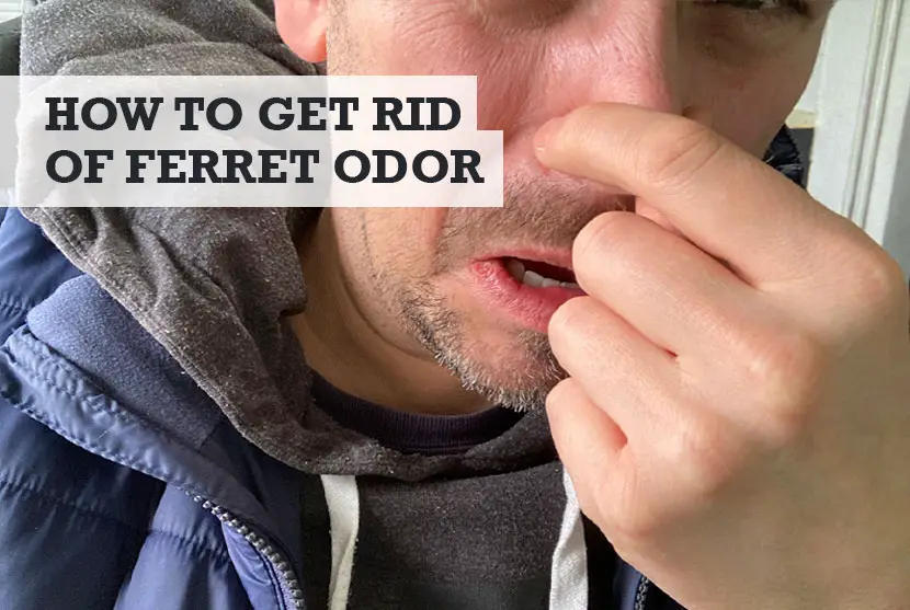How to get rid of ferret odor in room