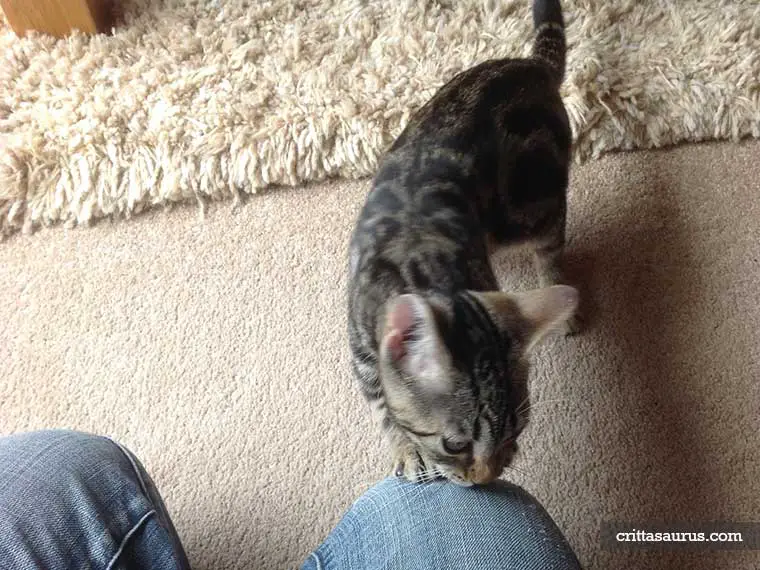 do ferrets get along with cats