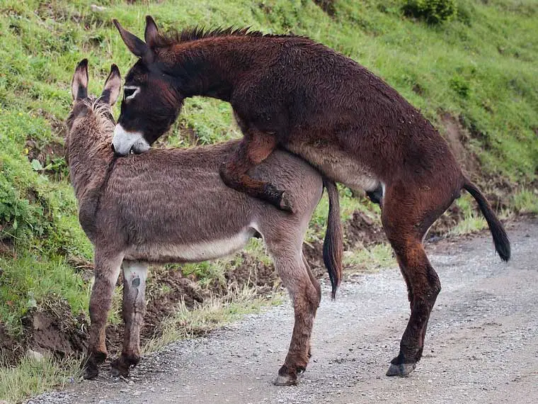 donkeys show teeth when mating