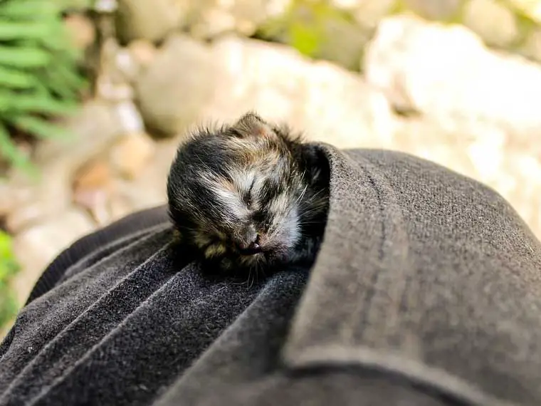Is it ok to hold newborn kittens