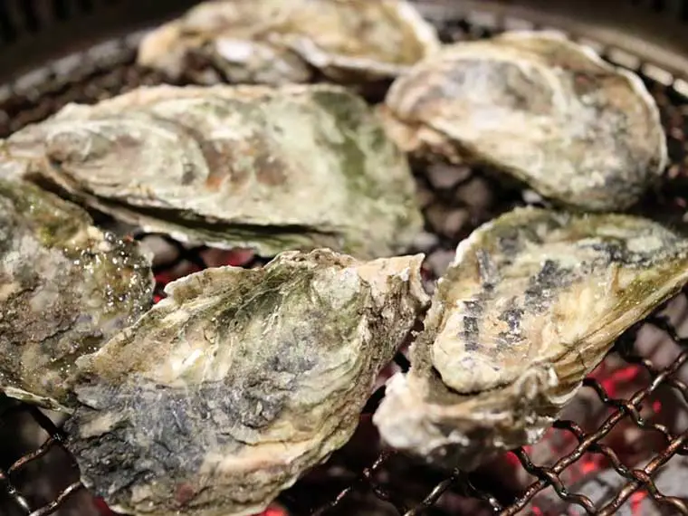 How do you prepare oyster shells for chickens