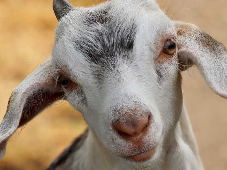 Do goats and cats get along