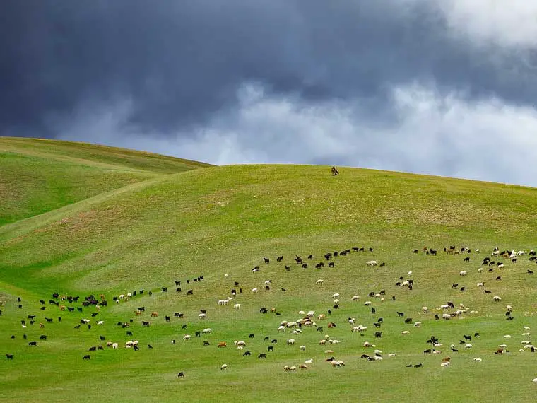 can dogs herd goats