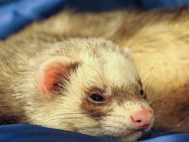 How to build a bond with a ferret