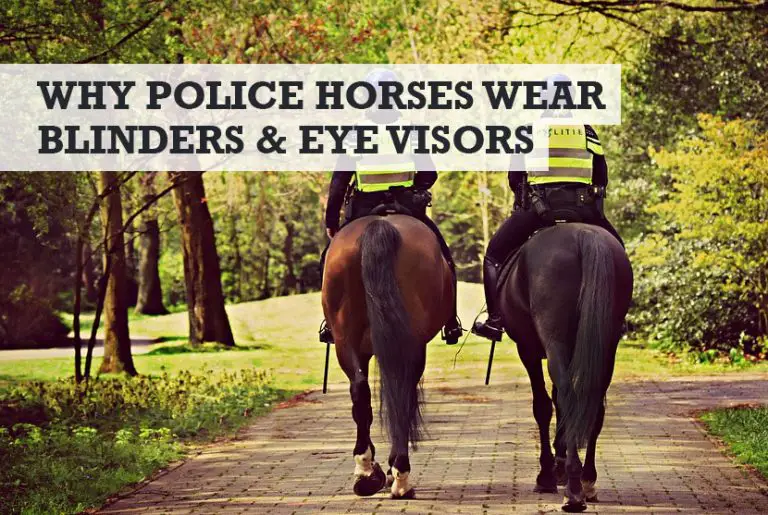 Why Do Police Horses Wear Blinders & Visors?