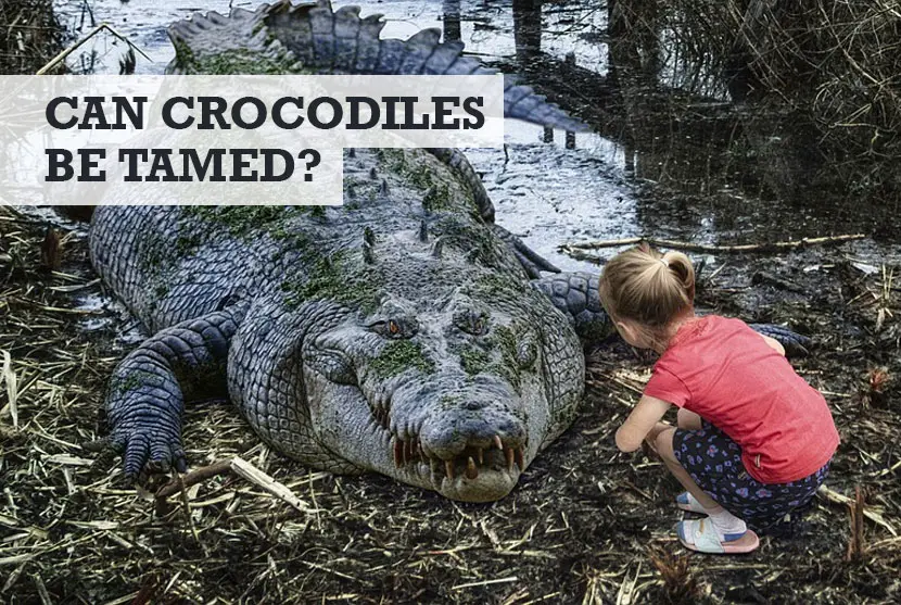 can crocodiles be tamed