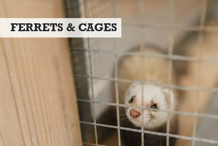 do ferrets need a cage
