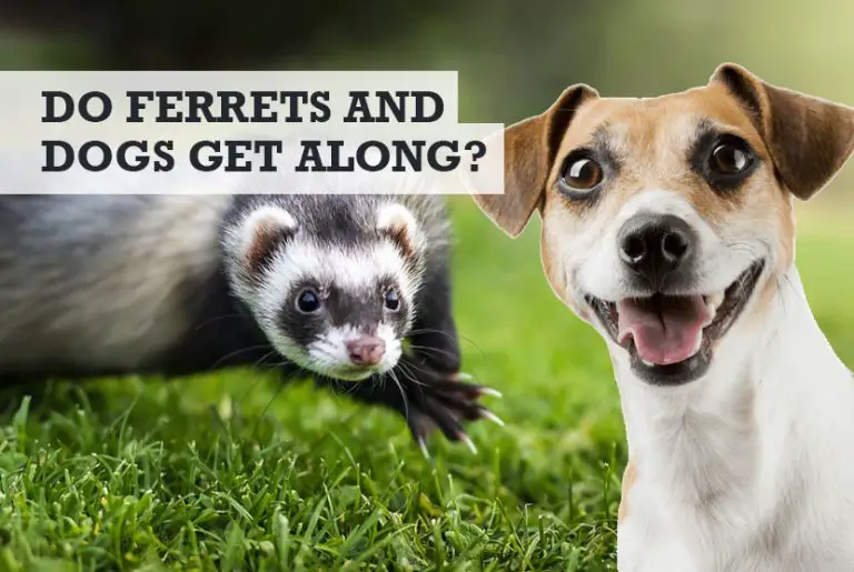 Do Ferrets and Dogs Get Along? (Can a Ferret Kill a Dog)
