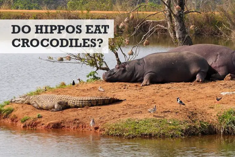 Do Hippos Eat Crocodiles? (Kill or Get Along)
