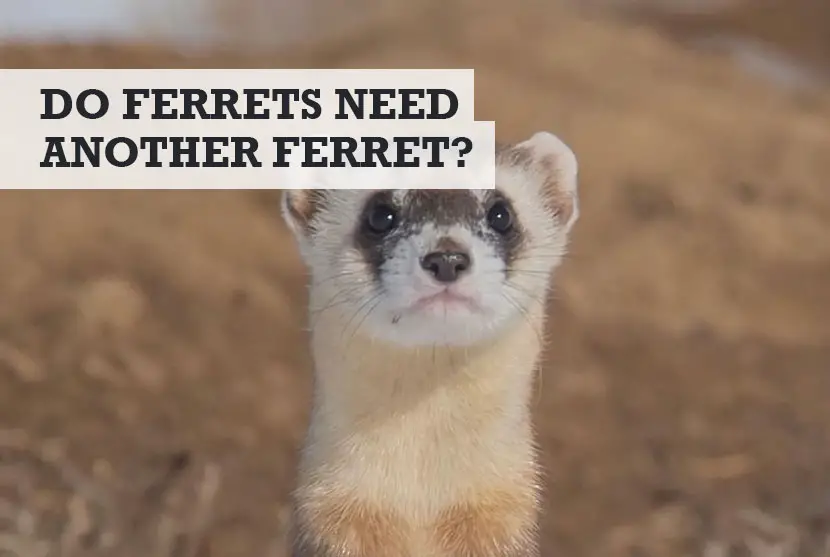 Do ferrets need another ferret