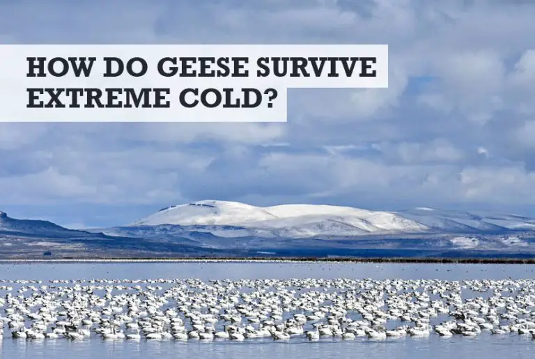 How Do Geese Survive Extreme Cold? (How Cold is too Cold)
