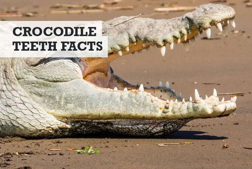 How Many Teeth Do Crocodiles Have