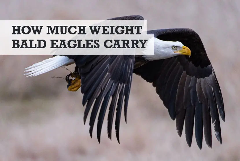 How Much Weight Can a Bald Eagle Carry